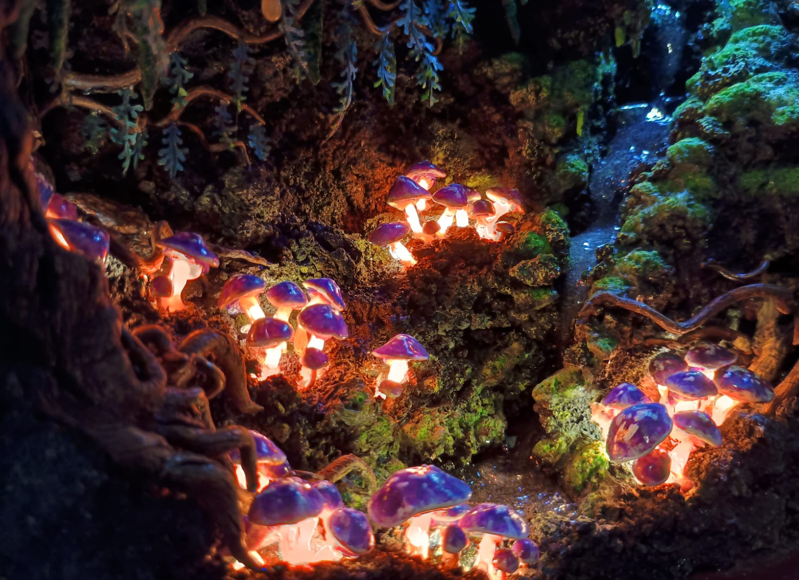 Glowing Mushroom Grove - Music Box